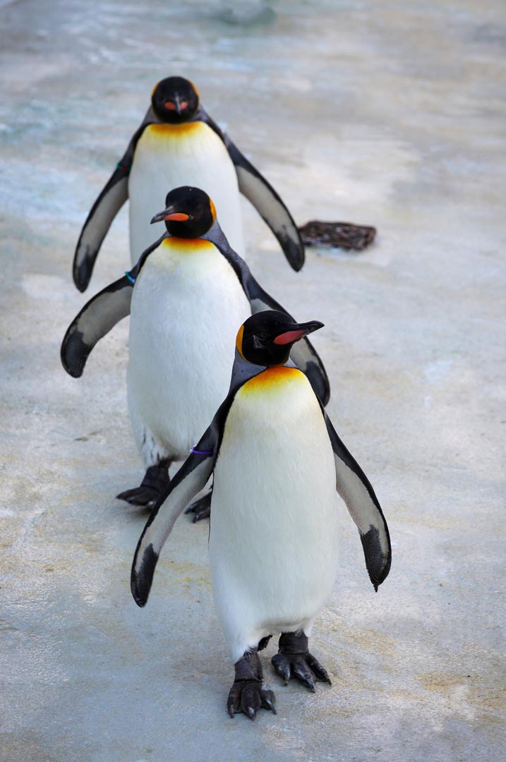 King penguins, Sir Nils Olav, Alfie and Bow walking towards camera in a line on white concrete Image: ALLIE MCGREGOR 2024